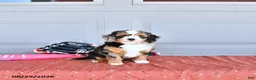 Mixed Breed dogs for sale: Munchkin  NoParti - Ad 2