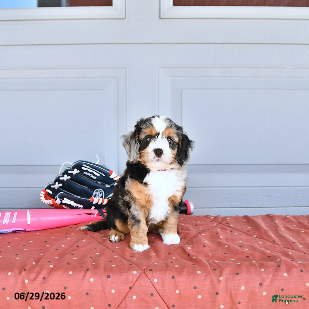 Mixed Breed dogs for sale: Munchkin  NoParti - Ad 2