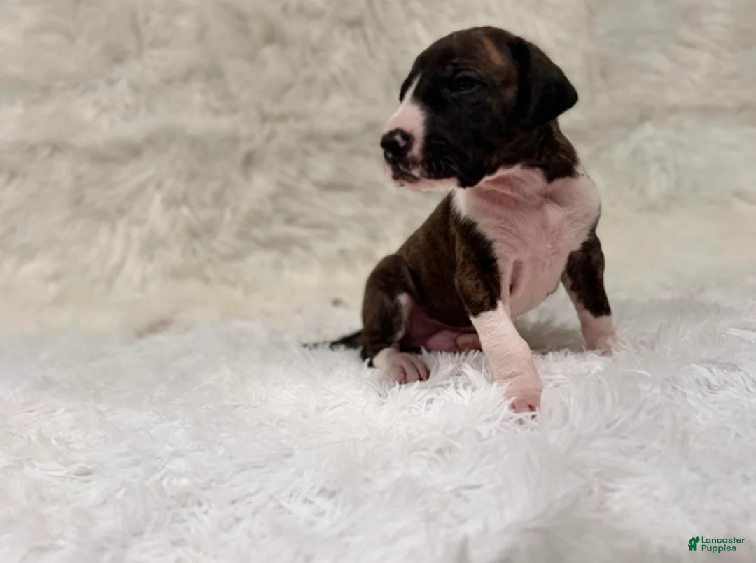 Great Dane dogs for sale: Baby Buck - Ad 5