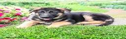 Mixed Breed dogs for sale: River  - Ad 4