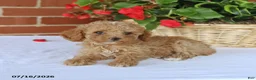 Toy Poodle dogs for sale: Tessa   - Ad 4