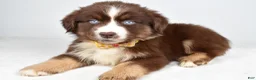 Miniature Australian Shepherd dogs for sale: Finch - Ad 4