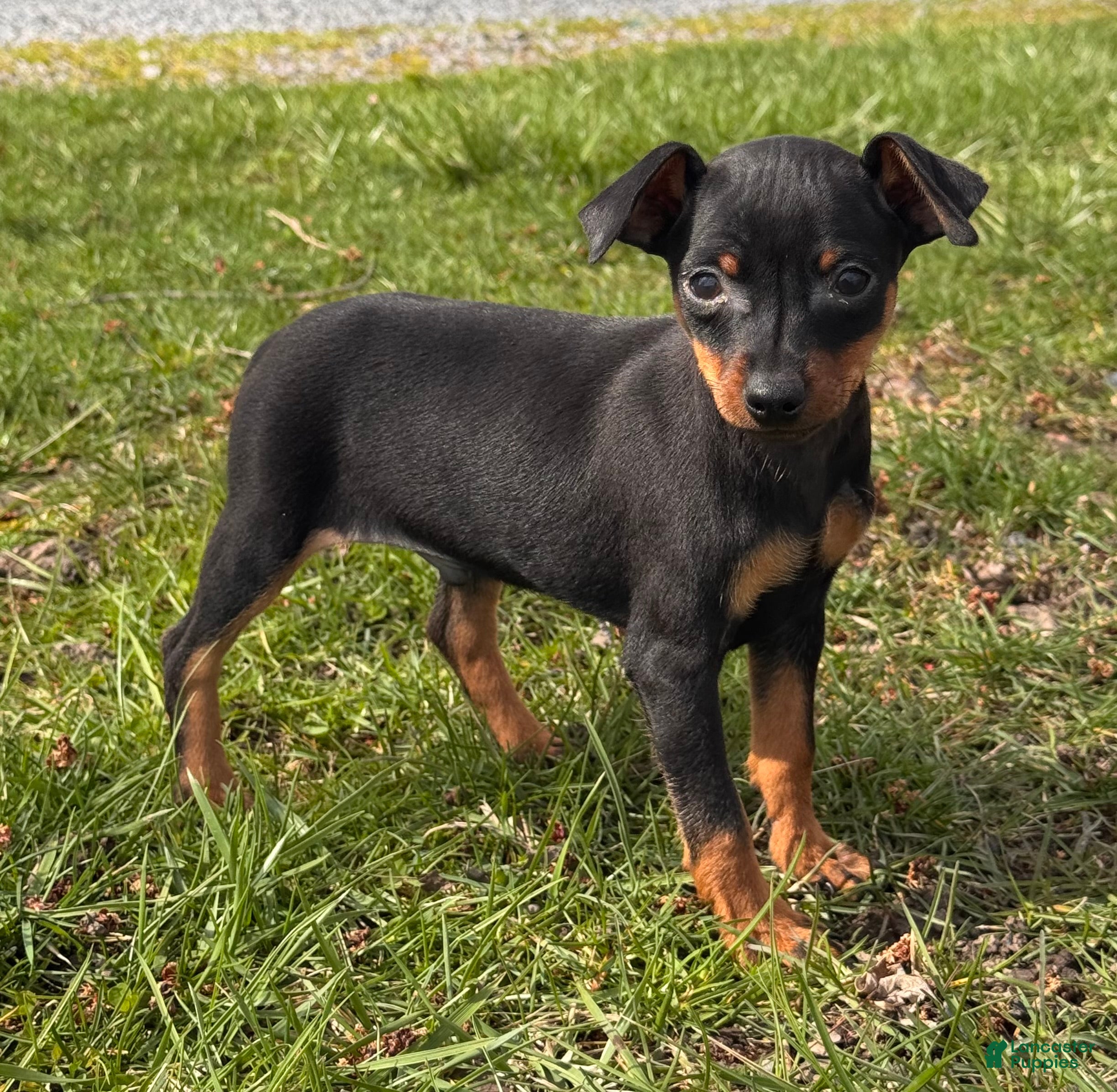 Miniature Pinscher dogs Quinn - Ad 29
