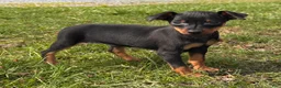 Miniature Pinscher dogs for sale: Quinn - Ad 1