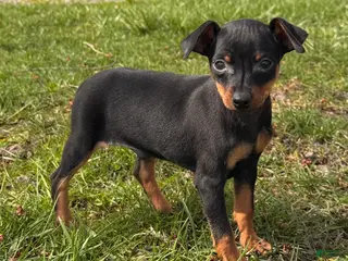 Miniature Pinscher dogs Quinn - Ad 29