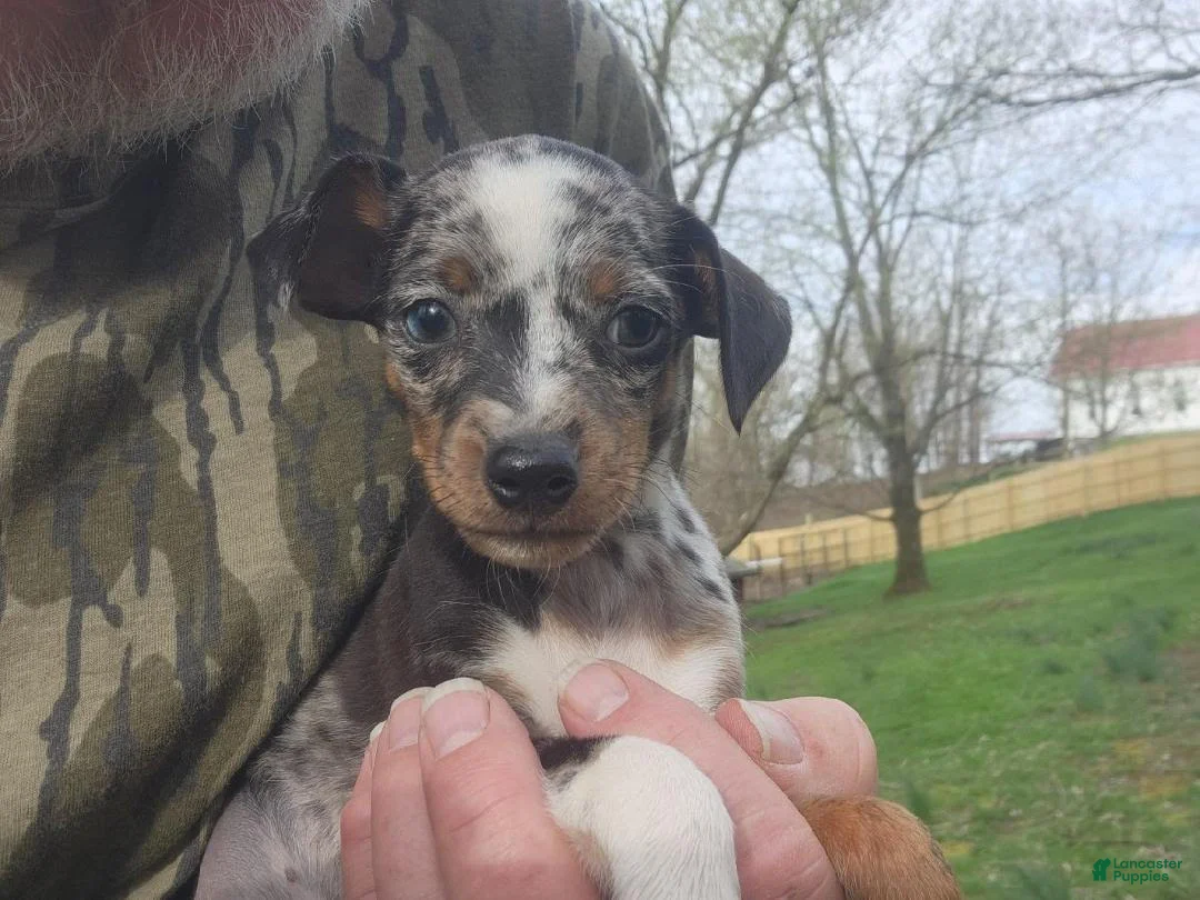 Miniature Pinscher dogs for sale: Benson - Ad 6