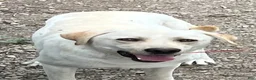 Labrador Retriever dogs for sale: Labrador Retriever 6 - Ad 3