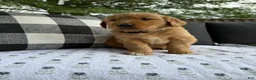 Golden Retriever dogs for sale: Bones - Ad 19