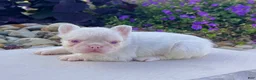 French Bulldog dogs for sale: Ace Pink - Ad 5