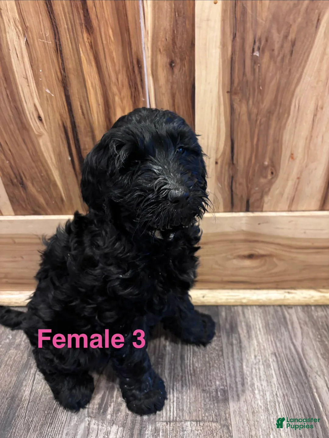 Labradoodle dogs for sale: Labradoodle Puppy 6 - Ad 11