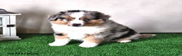 Miniature Australian Shepherd dogs for sale: Daisy - Ad 3