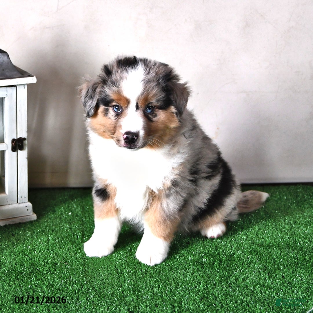 Miniature Australian Shepherd dogs for sale: Daisy - Ad 3