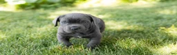 Cane Corso dogs for sale: Sarge  - Ad 2