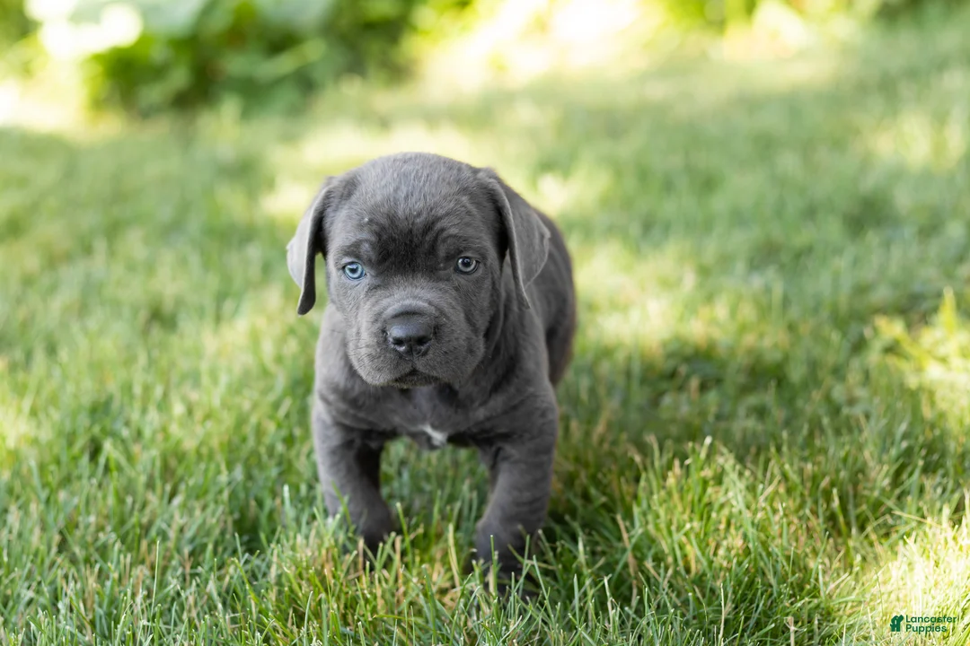 Cane Corso dogs for sale: Sarge  - Ad 2