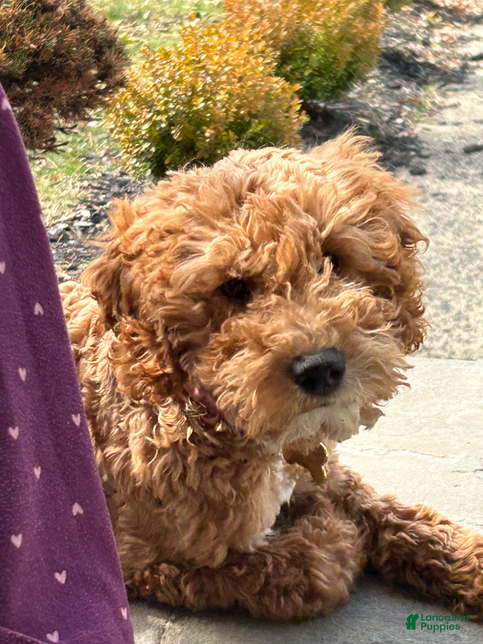 Goldendoodle dogs Goldendoodle Puppy 1 Luna - Ad 1