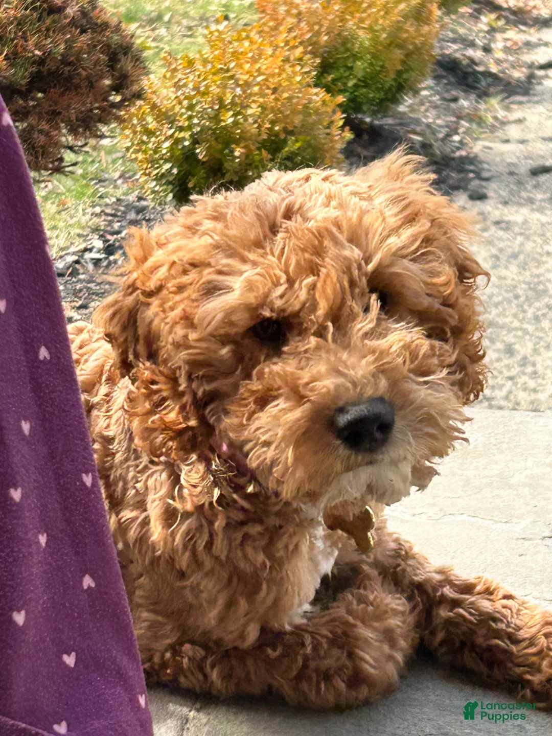 Goldendoodle dogs for sale: Goldendoodle Puppy 1 Luna - Ad 1