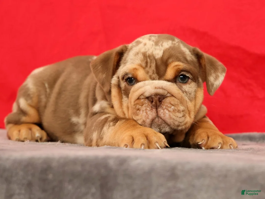 English Bulldog dogs for sale: Scarlett - Ad 1