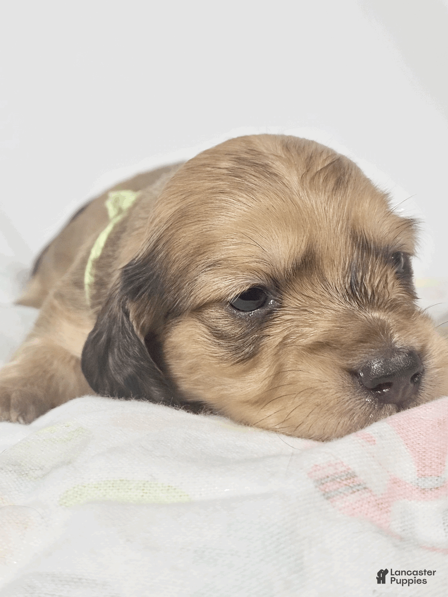 Miniature Dachshund dogs Pickles - Ad 2