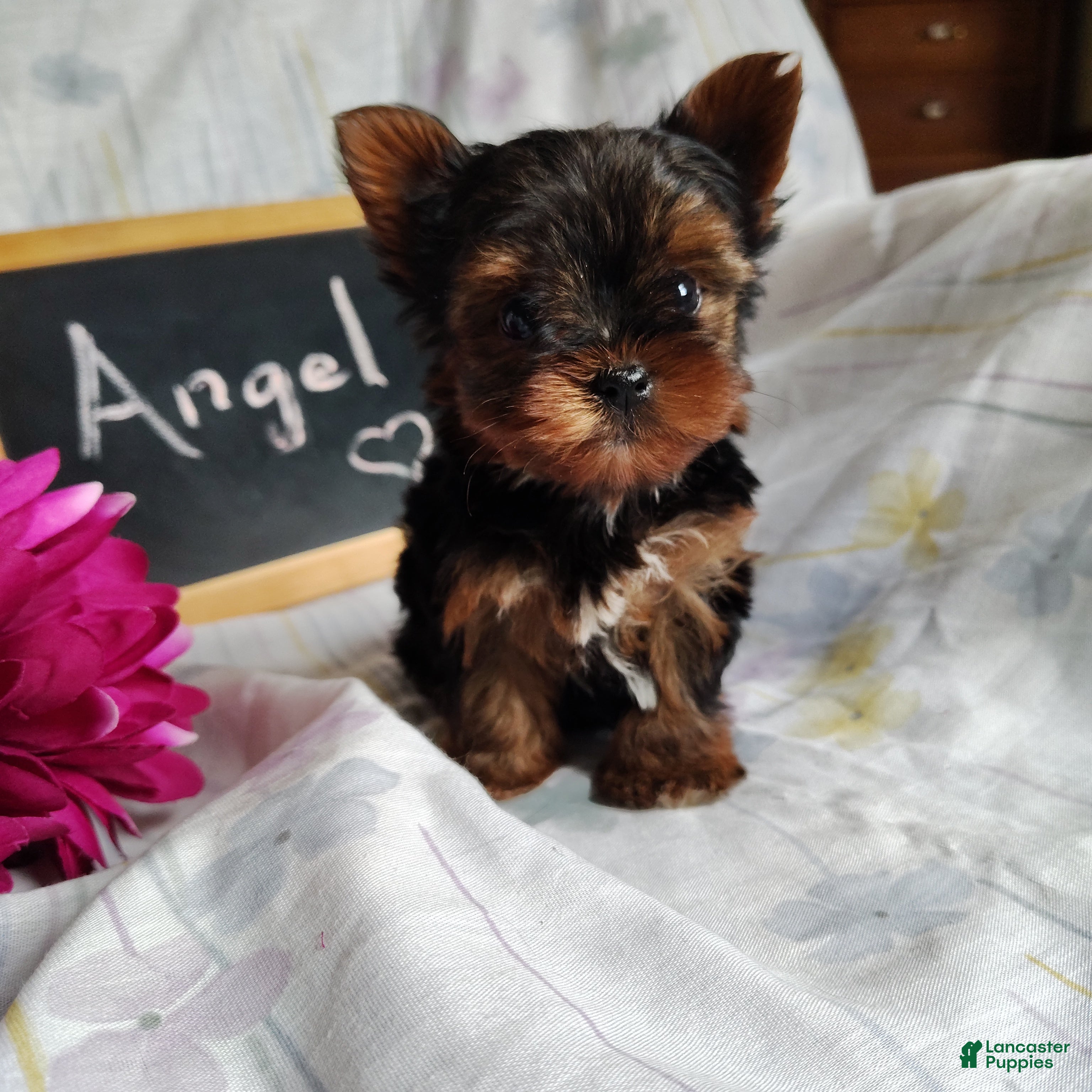 Yorkshire Terrier dogs Angel - Ad 22