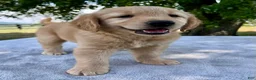 Golden Retriever dogs for sale: Darcy - Ad 4