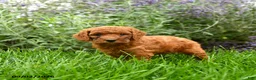 Miniature Poodle dogs for sale: Teddy - Ad 2