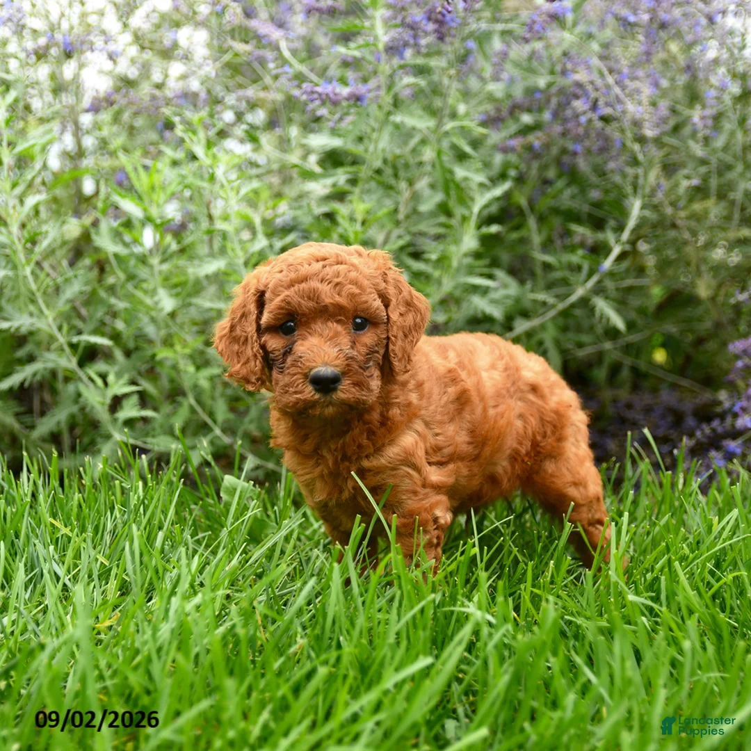 Miniature Poodle dogs for sale: Teddy - Ad 2