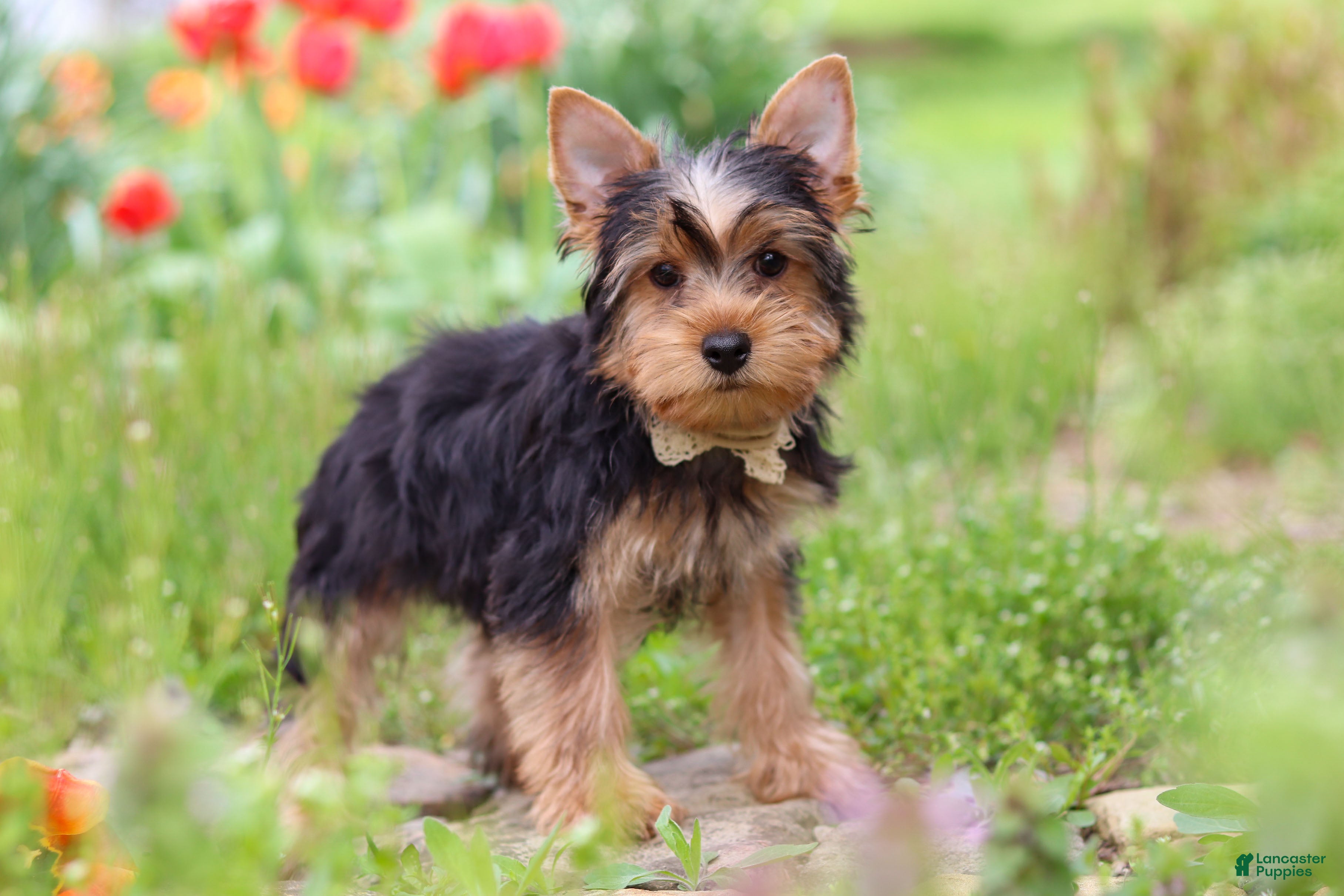 Yorkshire Terrier dogs Cora - Ad 1