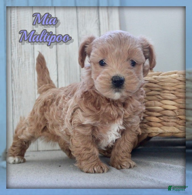 Maltipoo dogs Mia - Ad 27