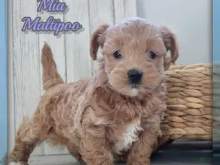 Maltipoo dogs Mia - Ad 27