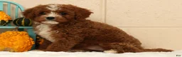 Cavapoo dogs for sale: Autumn - Ad 9