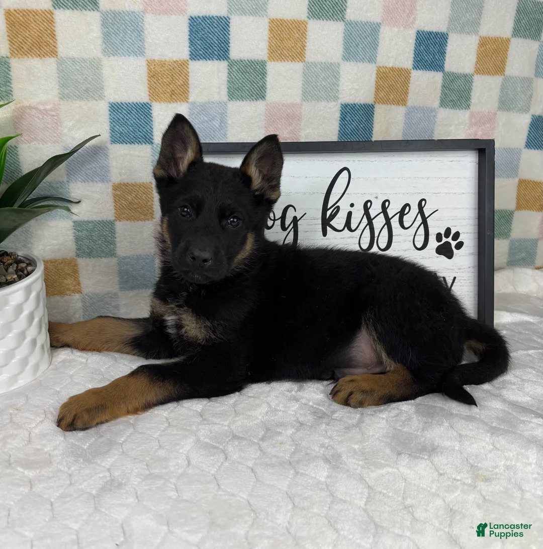 German Shepherd dogs for sale: Griffin  - Ad 2