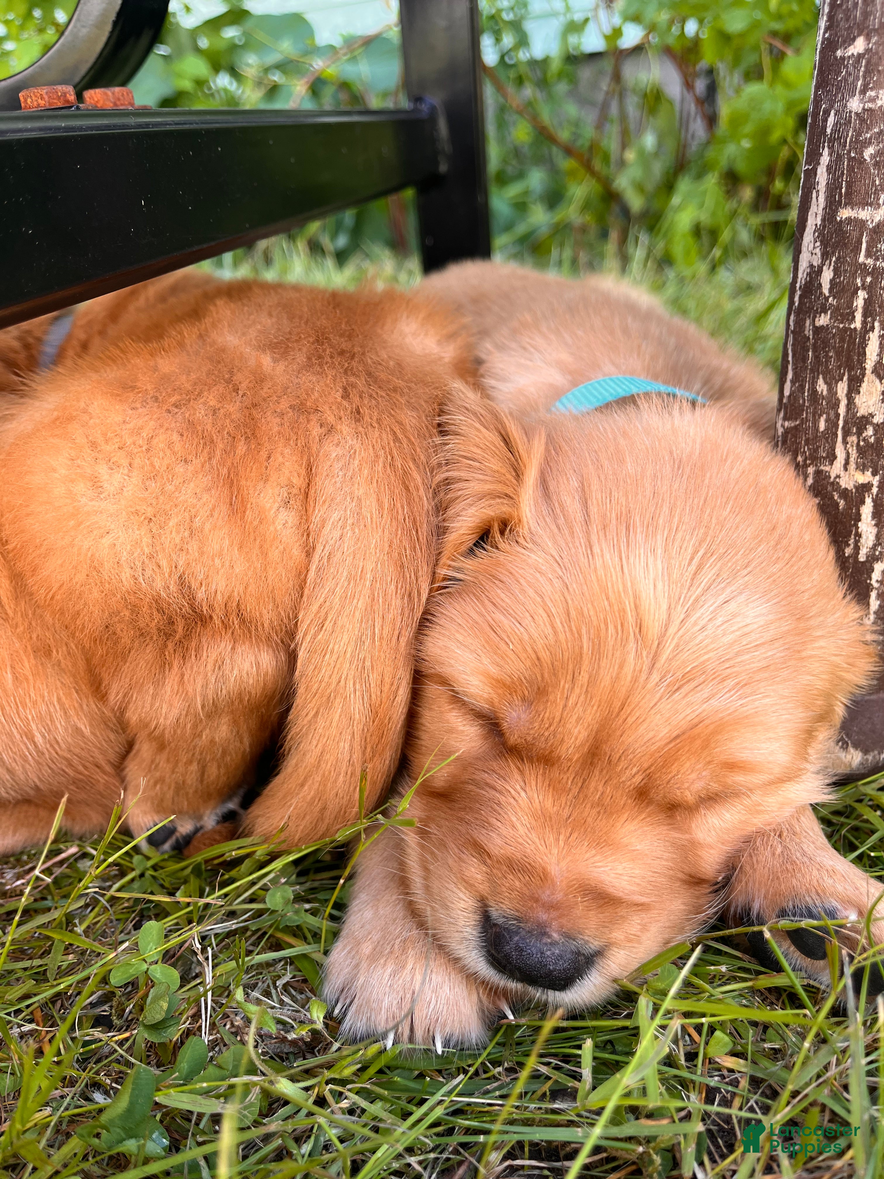 Golden Retriever dogs Golden Retriever 1- Buoy - Ad 2