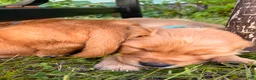 Golden Retriever dogs for sale: Golden Retriever 1- Buoy - Ad 2