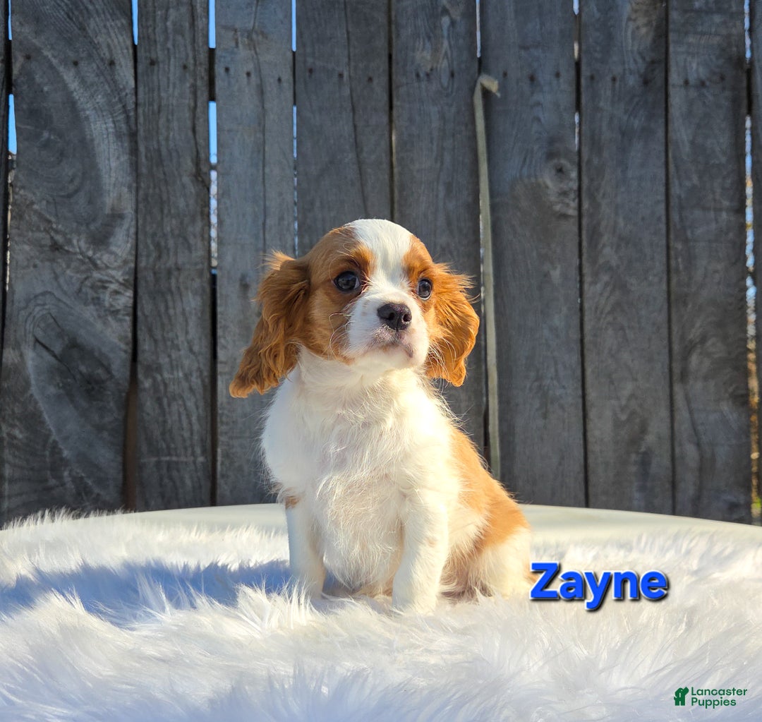 Cavalier King Charles Spaniel dogs for sale: Zayne - Ad 4
