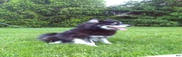 Pomsky dogs for sale: Maggie - Ad 6