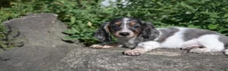 Miniature Dachshund dogs for sale: Molly - Ad 10