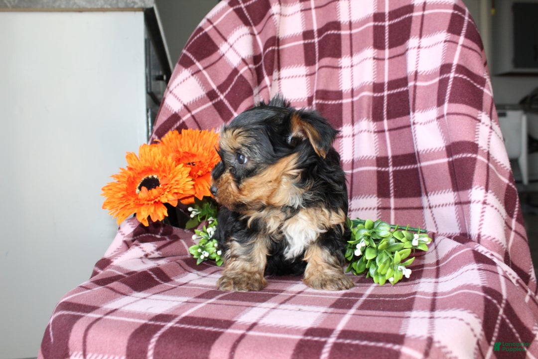 Yorkshire Terrier dogs for sale: Mason - Ad 7