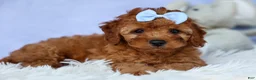 Cavapoo dogs for sale: TYSON - Ad 7
