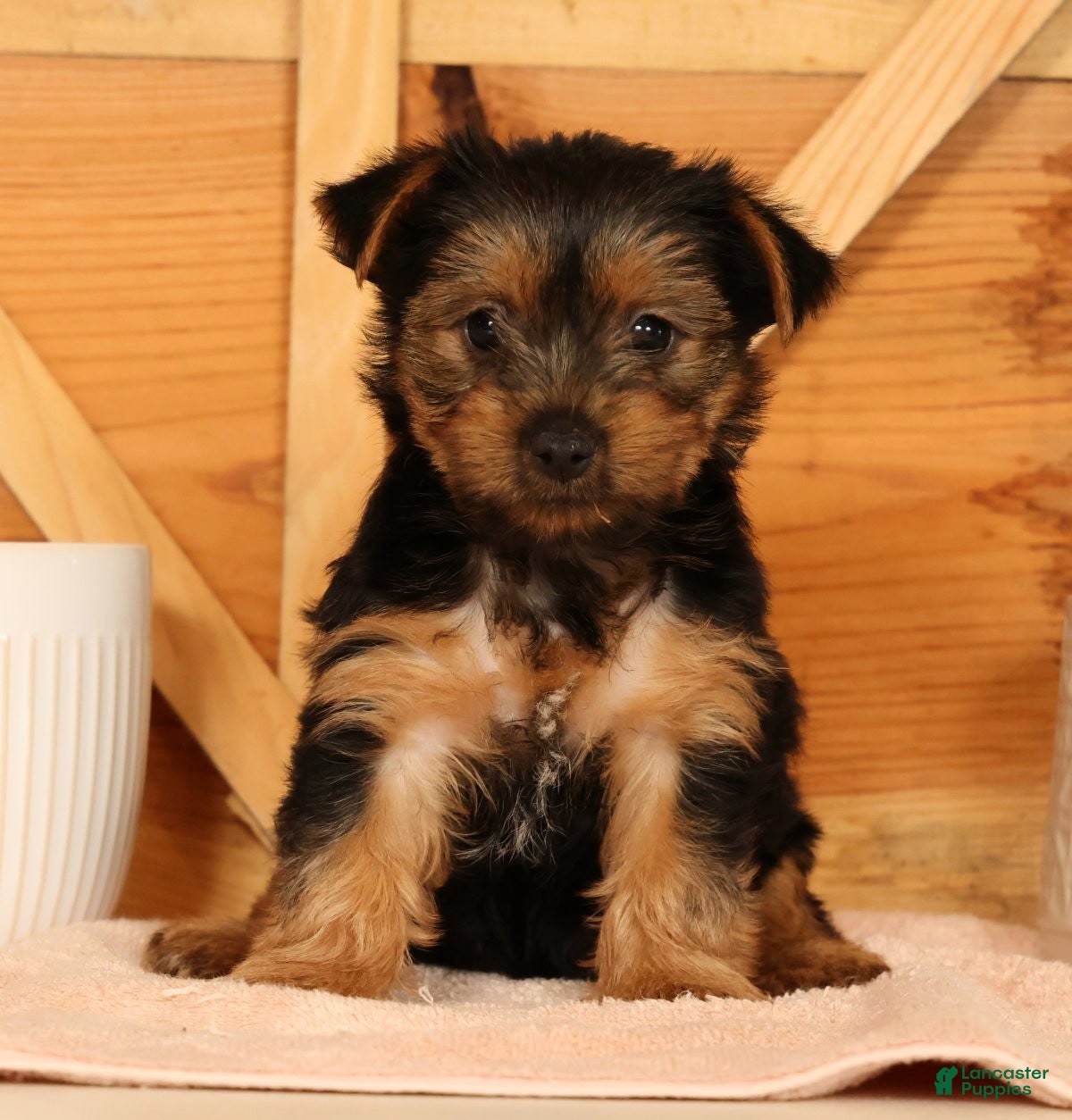 Yorkshire Terrier dogs Violet - Ad 2