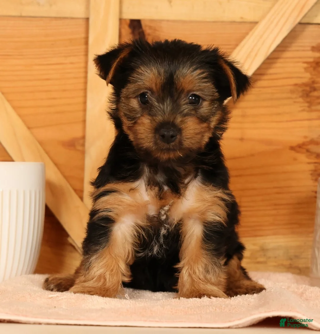 Yorkshire Terrier dogs for sale: Violet - Ad 2