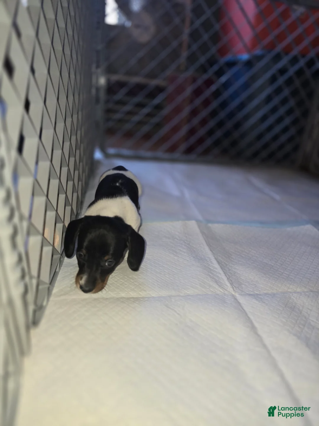 Dachshund dogs for sale: Hollee - mini - Ad 9