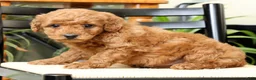 Mini Goldendoodle dogs for sale: Logan - Ad 6