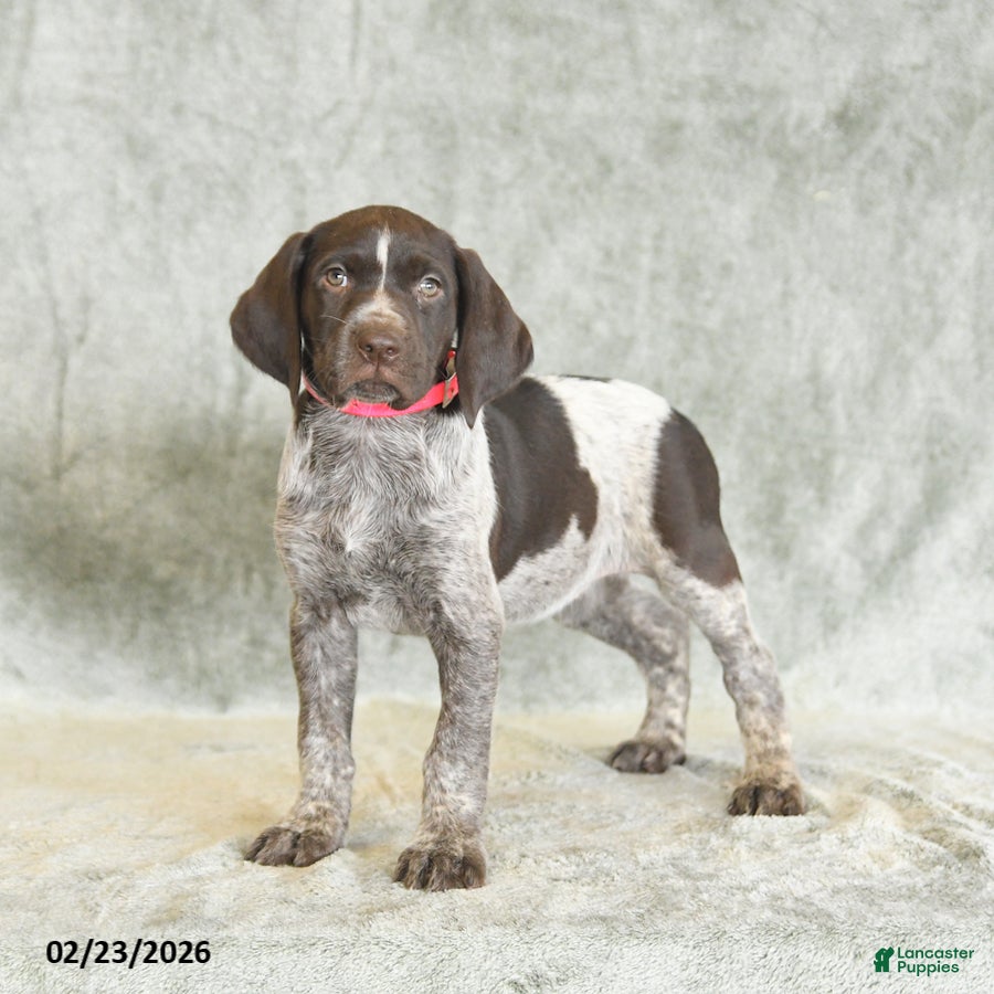German Shorthaired Pointer dogs Beulah - Ad 1