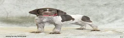German Shorthaired Pointer dogs for sale: Beulah - Ad 1