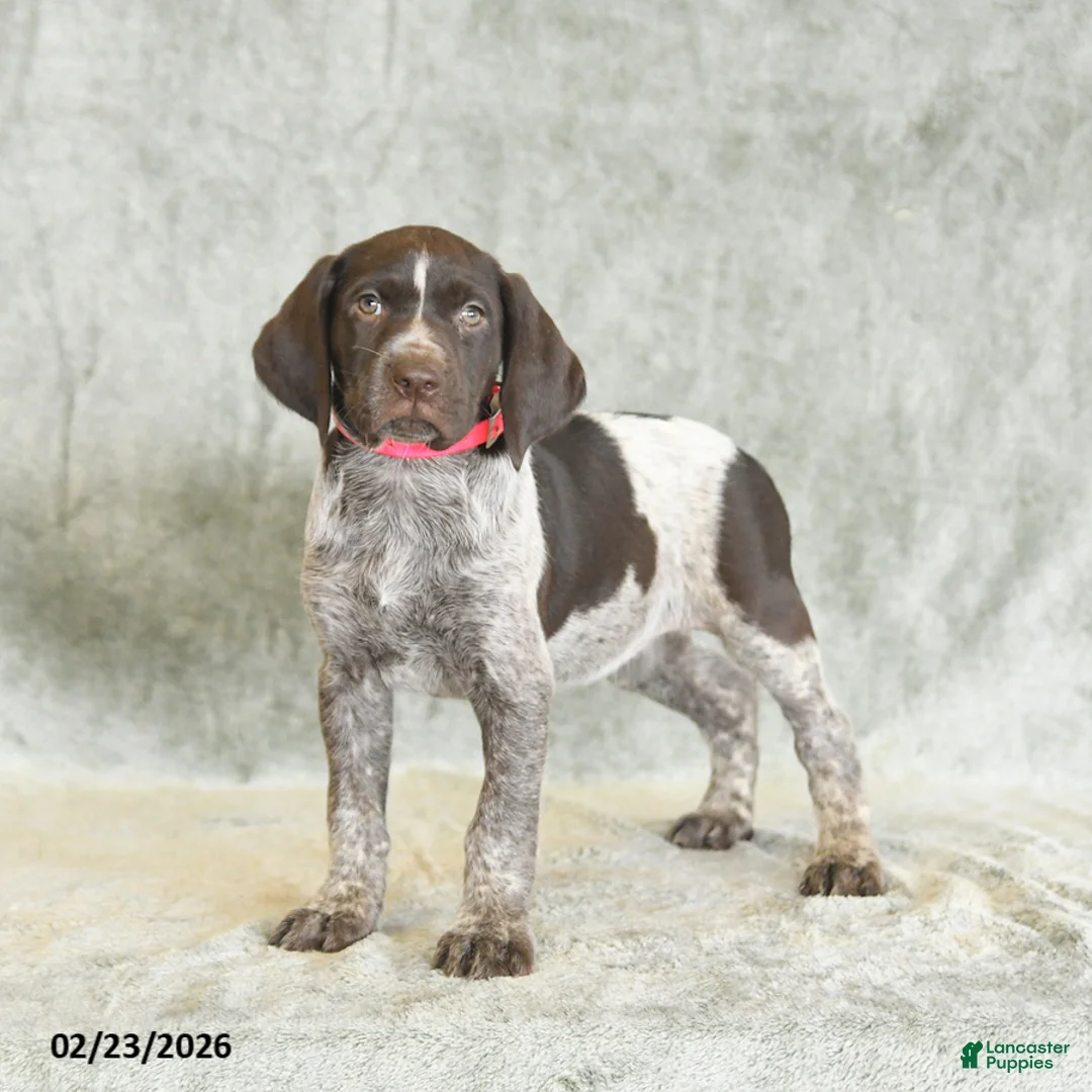 German Shorthaired Pointer dogs for sale: Beulah - Ad 1