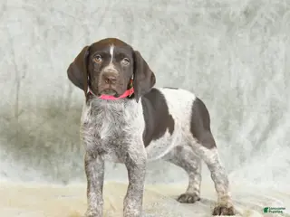 German Shorthaired Pointer dogs for sale: Beulah - Ad 2