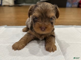 Yorkshire Terrier dogs Yorkshire Terrier Puppy 3 - Ad 5