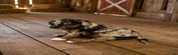 Bernedoodle dogs for sale: Star - Ad 11