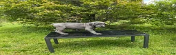 Cane Corso dogs for sale: Cane Corso Puppy 1 - Ad 3