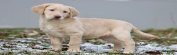 Labrador Retriever dogs for sale: Sprite - Ad 1